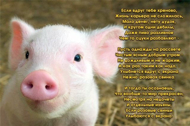 свинтус